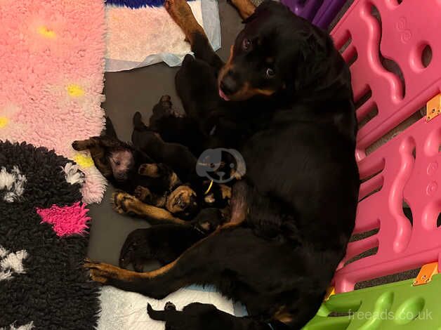 Baba Rotties for sale in Canterbury, Kent - Image 1