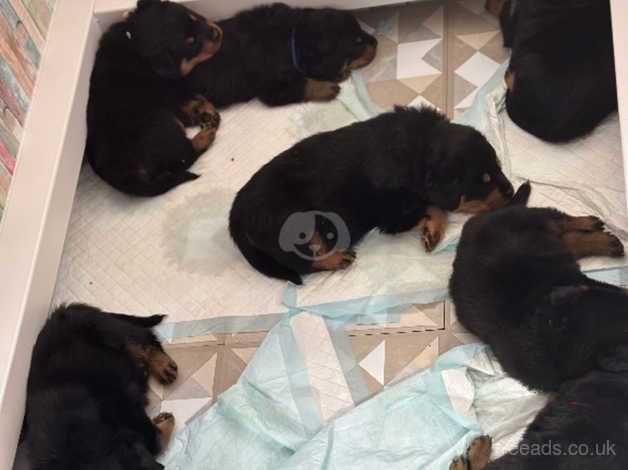 Baba Rotties for sale in Canterbury, Kent - Image 2