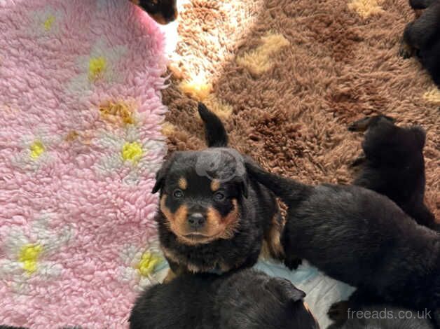 Baba Rotties for sale in Canterbury, Kent - Image 4