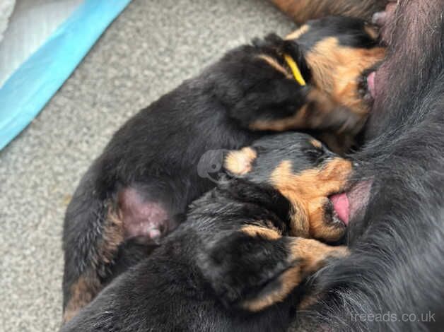 Baba Rotties for sale in Canterbury, Kent - Image 5