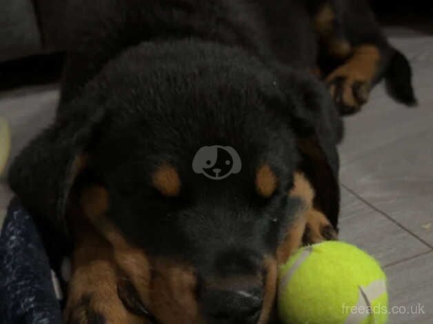 Beautiful Baby Rottweiler for sale in Port Talbot, Neath Port Talbot - Image 1