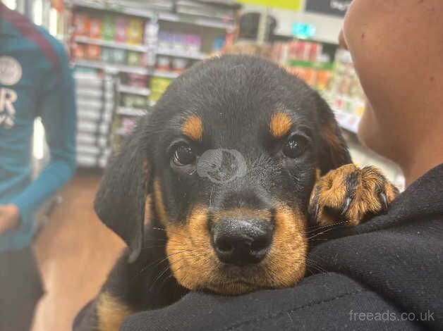 Beautiful Baby Rottweiler for sale in Port Talbot, Neath Port Talbot - Image 2