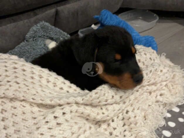 Beautiful Baby Rottweiler for sale in Port Talbot, Neath Port Talbot - Image 3