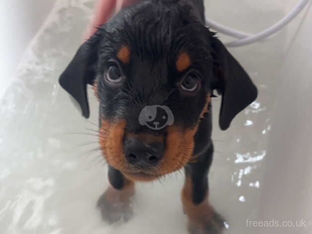 Beautiful Baby Rottweiler for sale in Port Talbot, Neath Port Talbot - Image 4