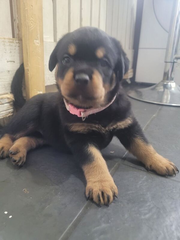 Beautiful chunky rottweiler puppies for sale in Long Sutton, Lincolnshire