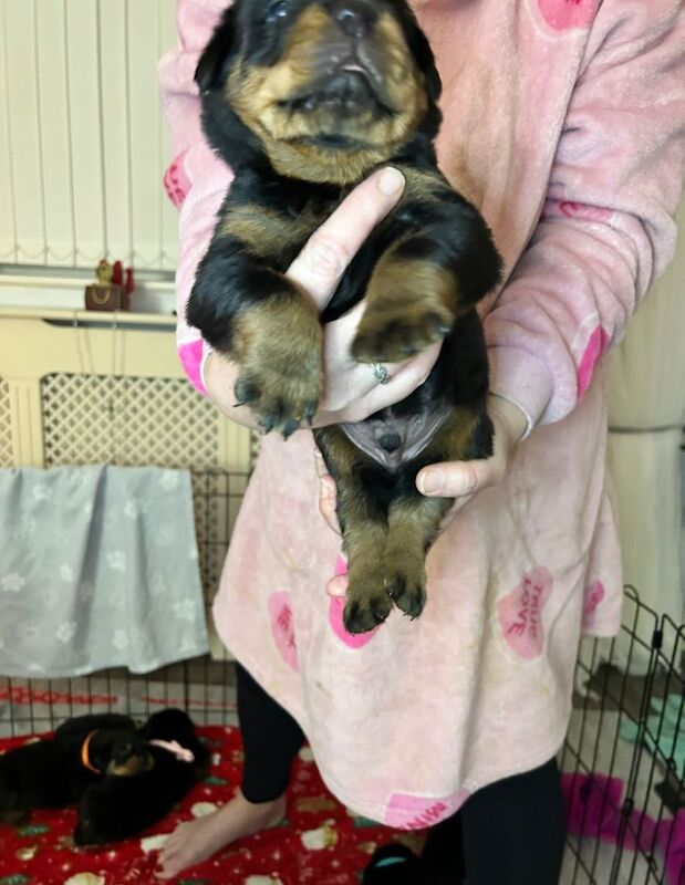 Beautiful chunky rottweiler puppies for sale in Manchester, Greater Manchester