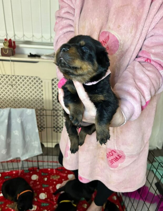 Beautiful chunky rottweiler puppies for sale in Manchester, Greater Manchester - Image 2