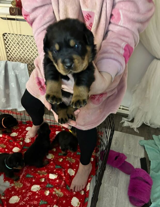 Beautiful chunky rottweiler puppies for sale in Manchester, Greater Manchester - Image 3