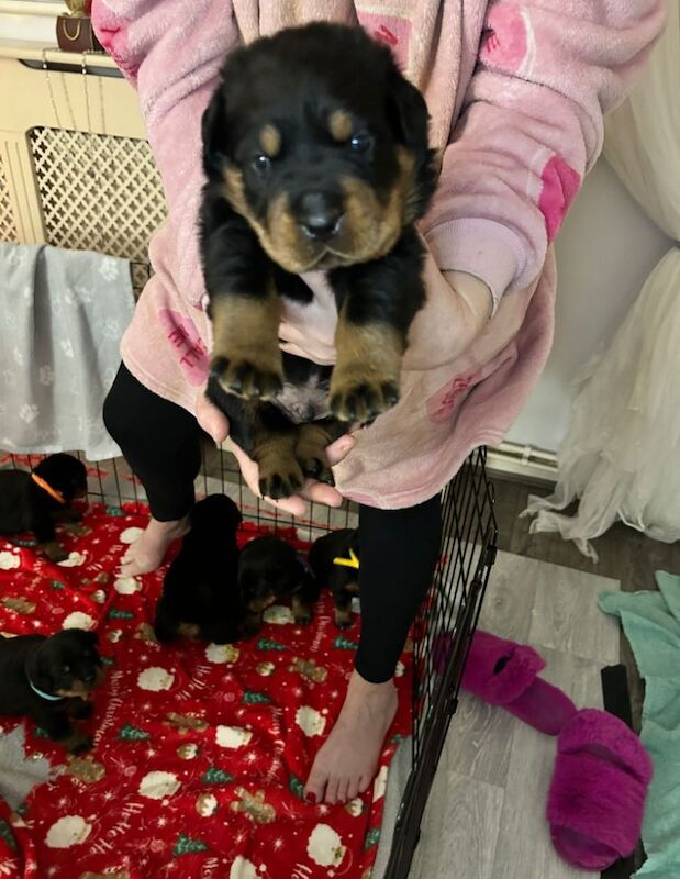 Beautiful chunky rottweiler puppies for sale in Manchester, Greater Manchester - Image 4