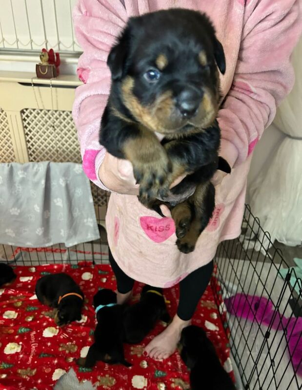 Beautiful chunky rottweiler puppies for sale in Manchester, Greater Manchester - Image 7