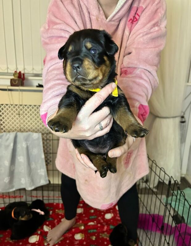 Beautiful chunky rottweiler puppies for sale in Manchester, Greater Manchester - Image 8