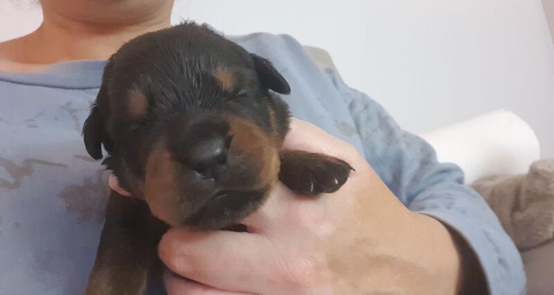 Beautiful chunky rottweiler puppies for sale in Manchester, Greater Manchester - Image 9