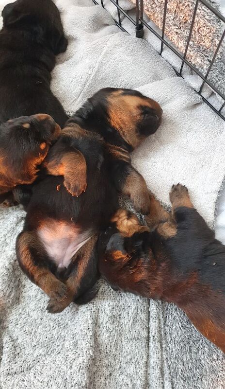 Beautiful chunky rottweiler puppies for sale in Manchester, Greater Manchester - Image 10