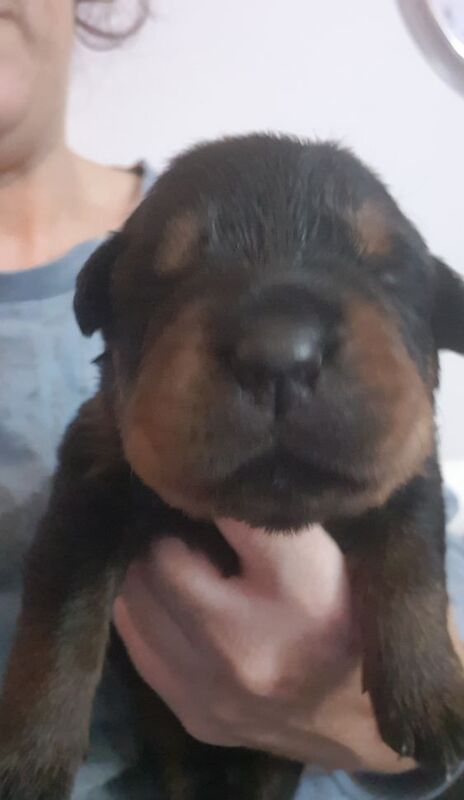 Beautiful chunky rottweiler puppies for sale in Manchester, Greater Manchester - Image 13