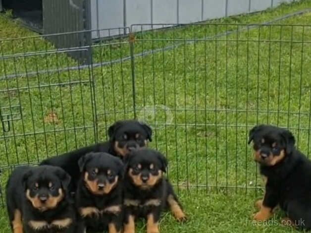 BEAUTIFUL CHUNKY ROTTWEILER PUPPIES for sale in Stonehaven, Aberdeenshire