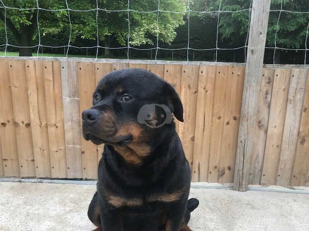 Beautiful KC Registered Rottweiler Girl for sale in Maidstone, Kent