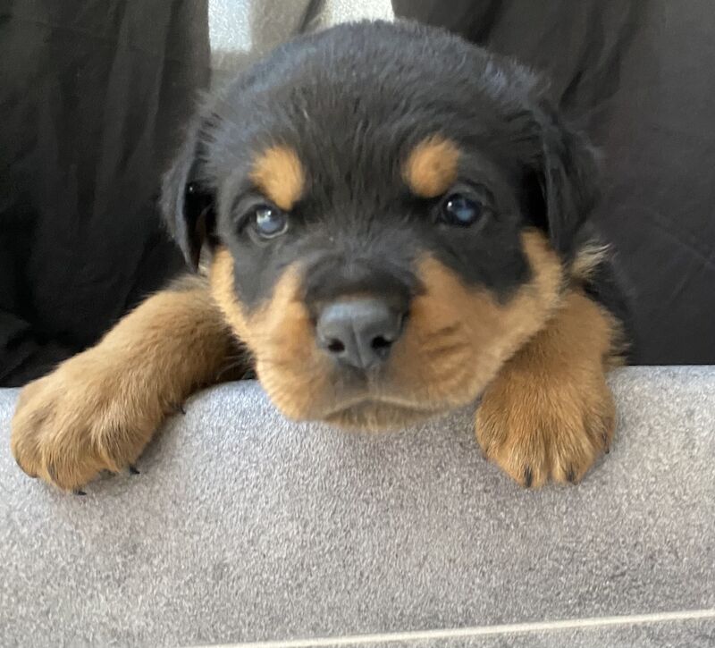 Beautiful KC registered Rottweiler puppies ready now for sale in Milford Haven/Aberdaugleddau, Pembrokeshire - Image 1