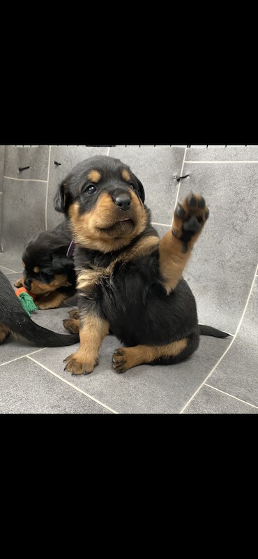 Beautiful KC registered Rottweiler puppies ready now for sale in Milford Haven/Aberdaugleddau, Pembrokeshire - Image 2