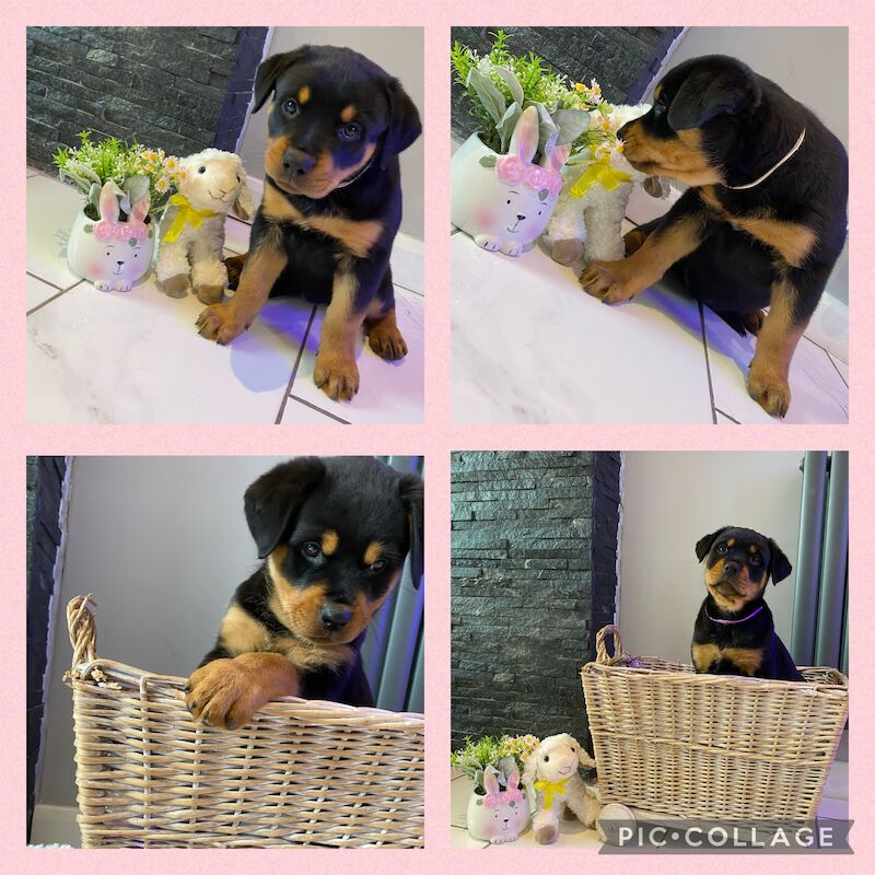 Beautiful KC registered Rottweiler puppies ready now for sale in Milford Haven/Aberdaugleddau, Pembrokeshire - Image 7