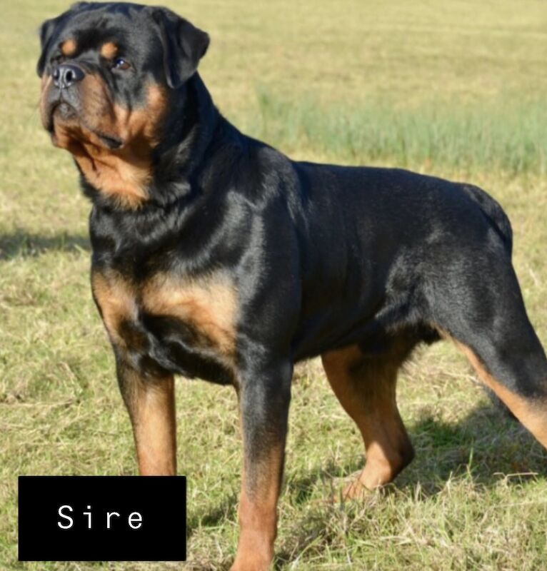 Beautiful KC registered Rottweiler puppies ready now for sale in Milford Haven/Aberdaugleddau, Pembrokeshire - Image 3