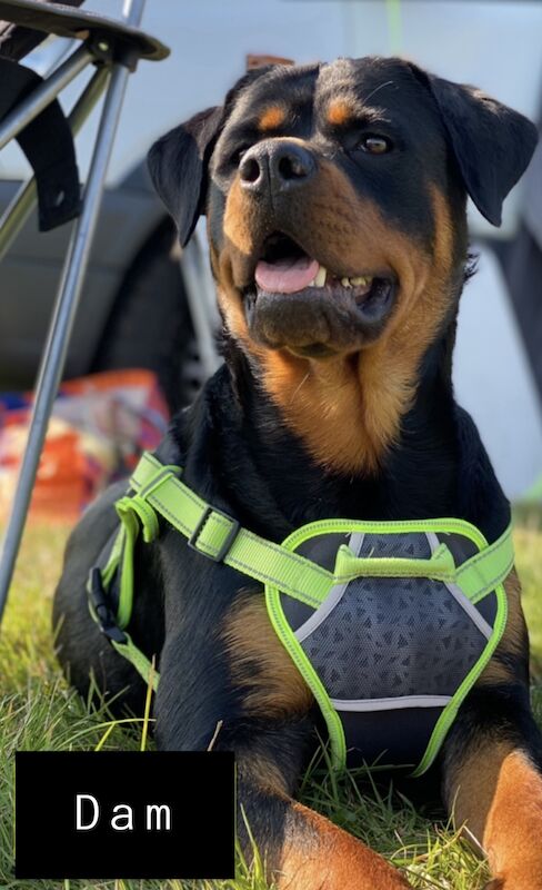 Beautiful KC registered Rottweiler puppies ready now for sale in Milford Haven/Aberdaugleddau, Pembrokeshire - Image 5