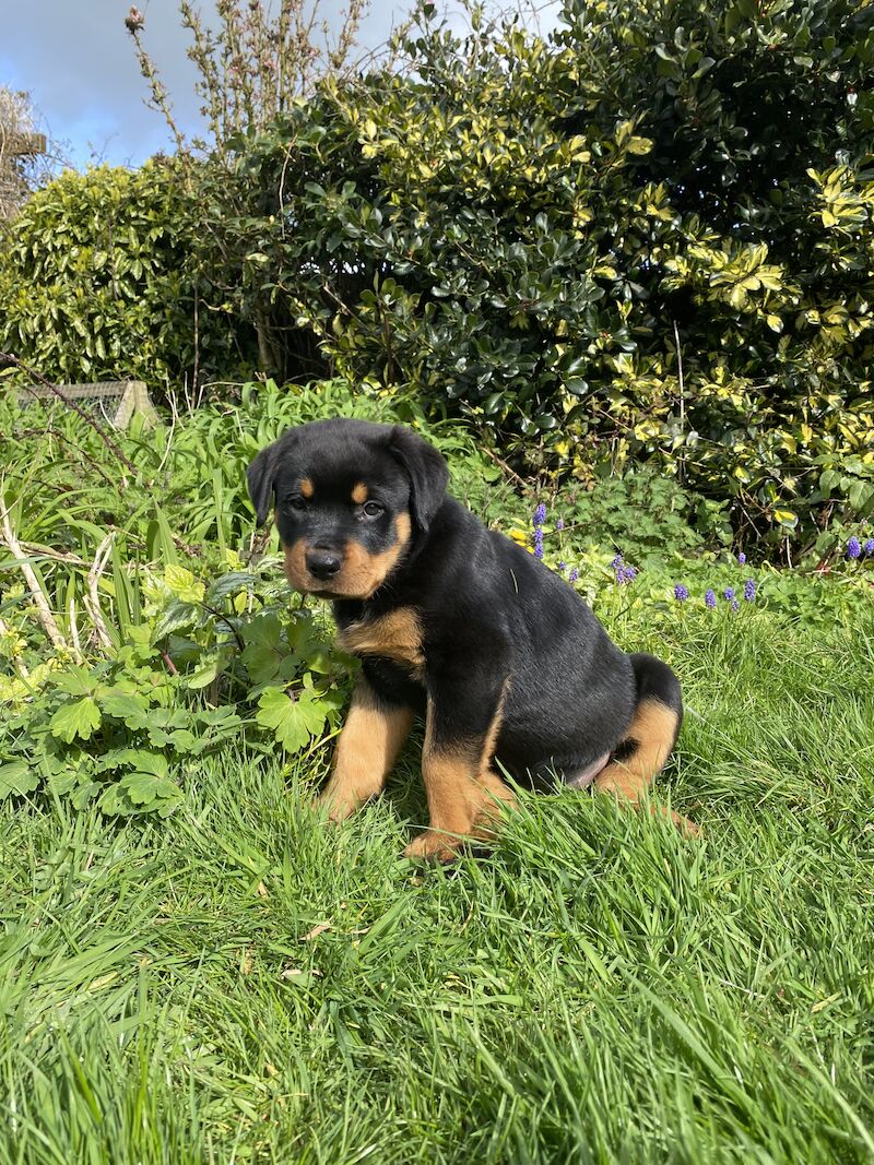 Beautiful KC registered Rottweiler puppies ready now for sale in Milford Haven/Aberdaugleddau, Pembrokeshire - Image 8