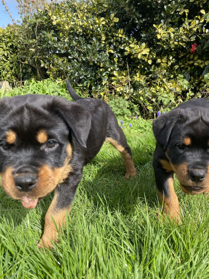 Beautiful KC registered Rottweiler puppies ready now for sale in Milford Haven/Aberdaugleddau, Pembrokeshire - Image 9