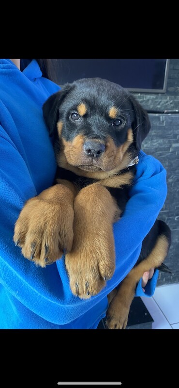 Beautiful KC registered Rottweiler puppies ready now for sale in Milford Haven/Aberdaugleddau, Pembrokeshire - Image 10