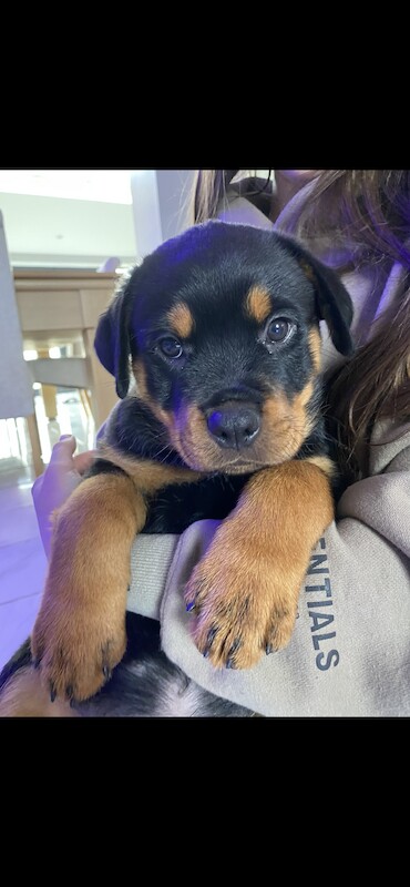 Beautiful KC registered Rottweiler puppies ready now for sale in Milford Haven/Aberdaugleddau, Pembrokeshire - Image 11