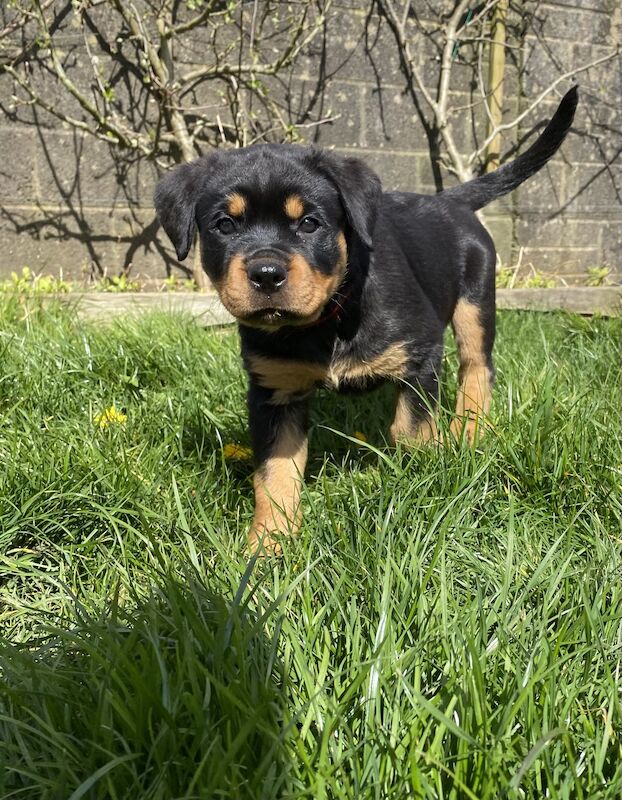 Beautiful KC registered Rottweiler puppies ready now for sale in Milford Haven/Aberdaugleddau, Pembrokeshire - Image 12