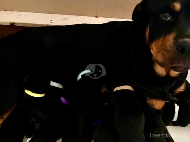 Beautiful KC Rottweiler pups £1500 Essex for sale in Southend On Sea, Essex