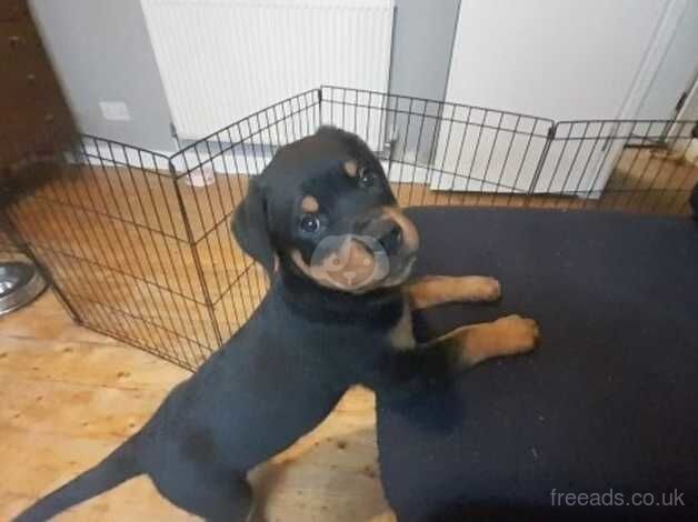 Beautiful Looking Rottweiler puppies ready to leave for sale in Coventry, West Midlands