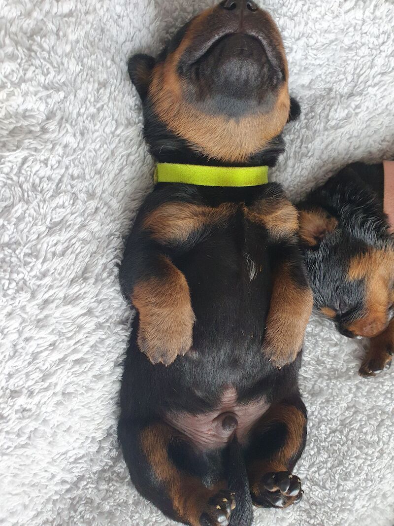 Beautiful rottweiler puppies for sale in Bognor Regis, West Sussex