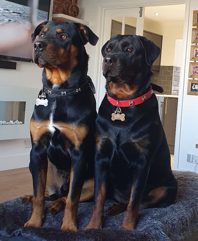 Beautiful rottweiler puppies for sale in Bognor Regis, West Sussex - Image 3