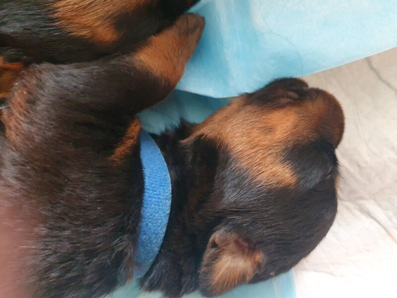 Beautiful rottweiler puppies for sale in Bognor Regis, West Sussex - Image 5