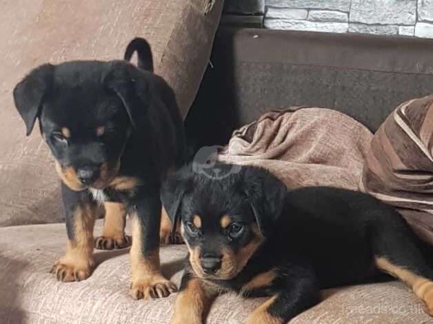 Beautiful Rottweiler Puppies for sale in Durham, County Durham