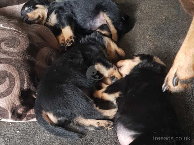 Beautiful Rottweiler Puppies for sale in Durham, County Durham - Image 2