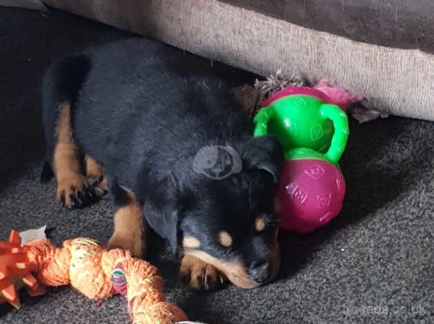 Beautiful Rottweiler Puppies for sale in Durham, County Durham - Image 3