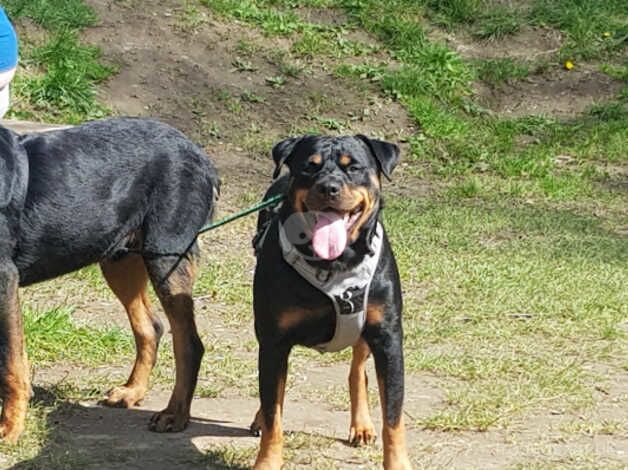 Beautiful Rottweiler Puppies for sale in Durham, County Durham - Image 4