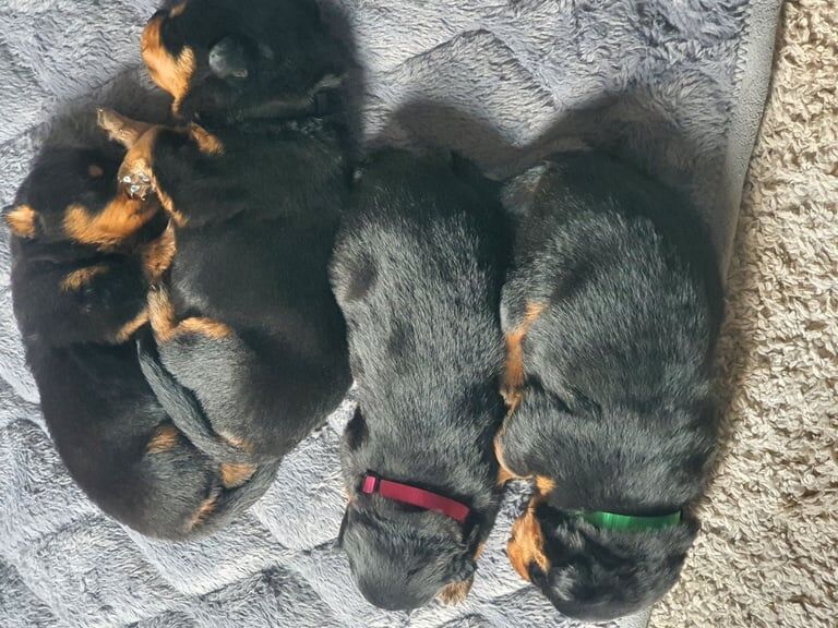 Beautiful rottweiler pups for sale in Kingsbridge, Devon - Image 1