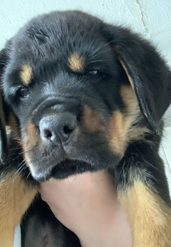 Big chunky Rottweiler Puppies for sale in Sheerness, Kent