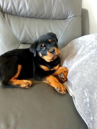 BIG Rottweilers pups ready now for sale in Leicester, Leicestershire