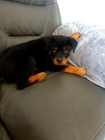 BIG Rottweilers pups ready now for sale in Leicester, Leicestershire - Image 2