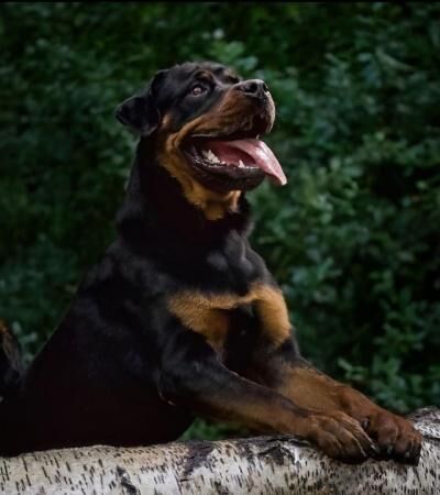 BIG Rottweilers pups ready now for sale in Leicester, Leicestershire - Image 3