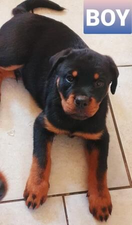 BIG Rottweilers pups ready now for sale in Leicester, Leicestershire - Image 4