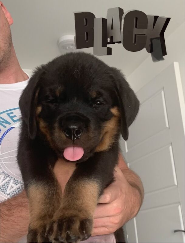 Champion Bloodline Rottweiler Puppies for sale in Aylesbury, Buckinghamshire - Image 1