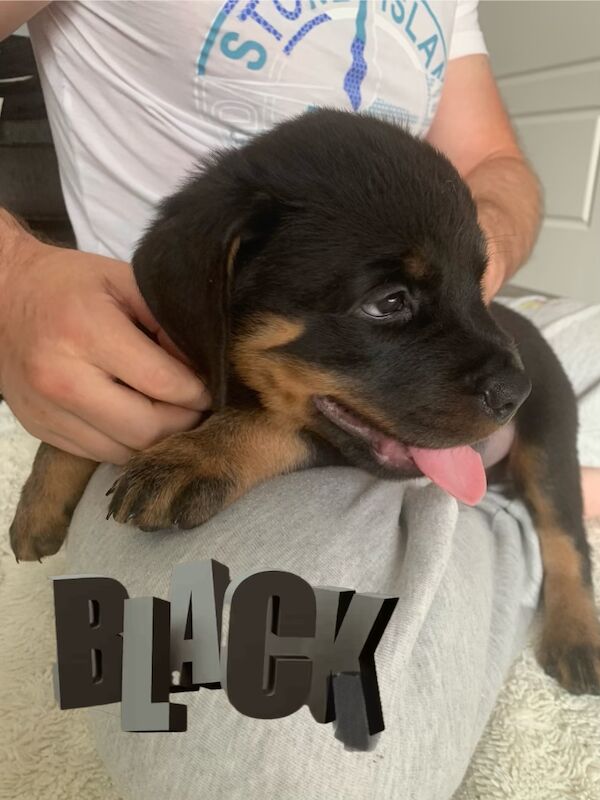 Champion Bloodline Rottweiler Puppies for sale in Aylesbury, Buckinghamshire - Image 2