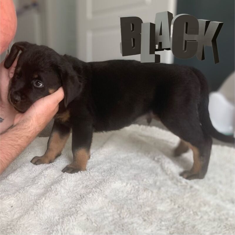 Champion Bloodline Rottweiler Puppies for sale in Aylesbury, Buckinghamshire - Image 4
