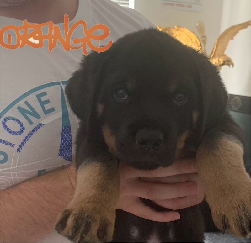 Champion Bloodline Rottweiler Puppies for sale in Aylesbury, Buckinghamshire - Image 7