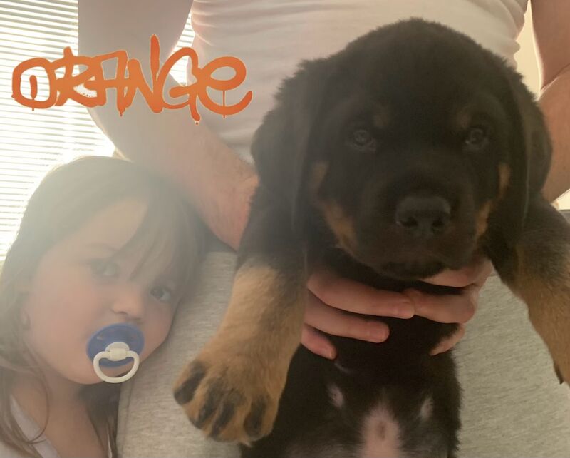 Champion Bloodline Rottweiler Puppies for sale in Aylesbury, Buckinghamshire - Image 8